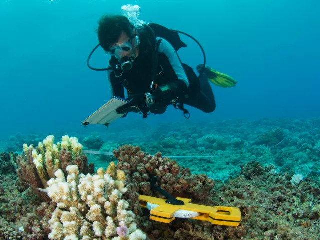 diver exploring the seabed