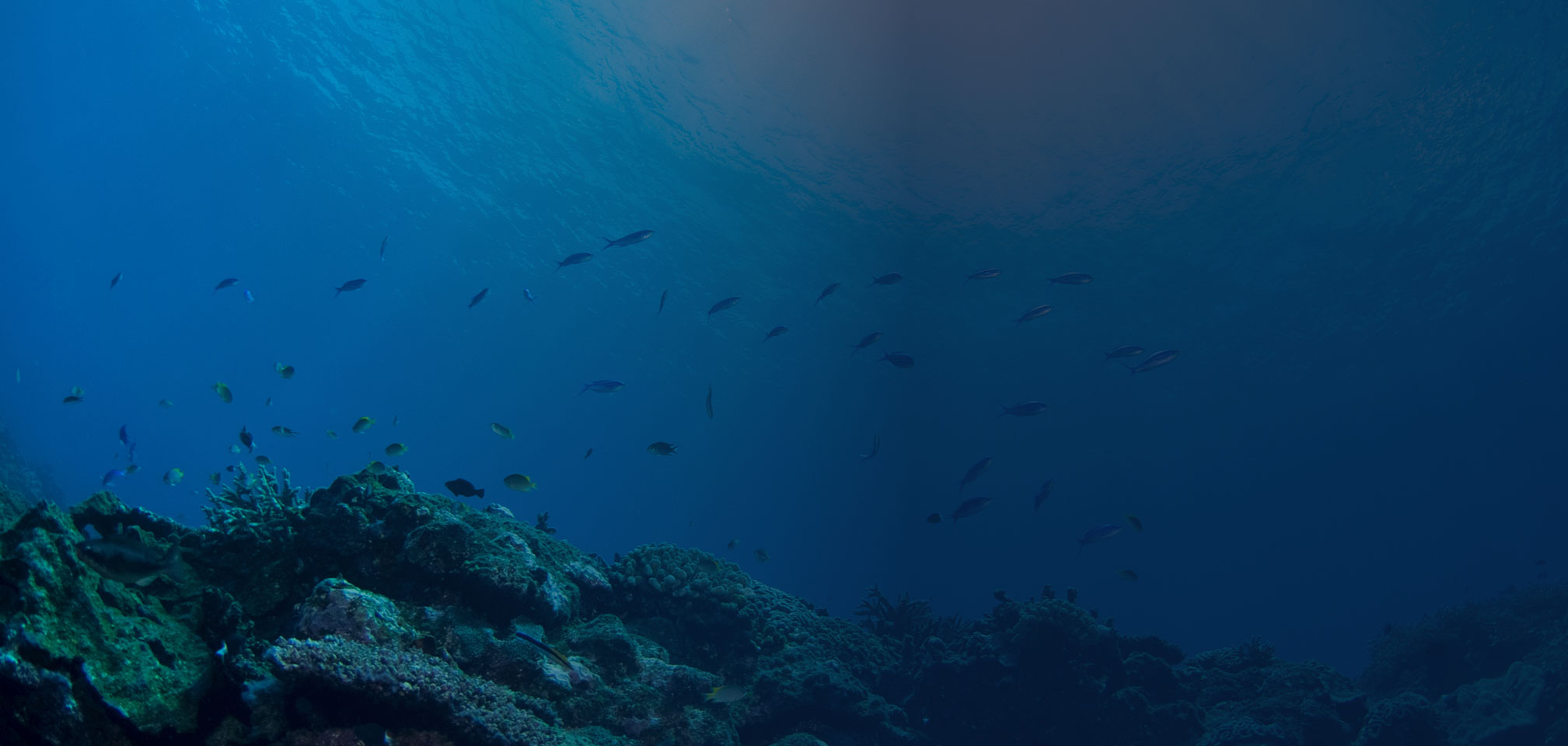 ocean image of reef and fish