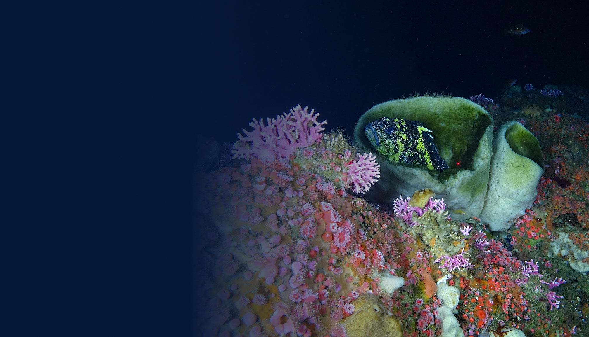 underwater shot of seabed