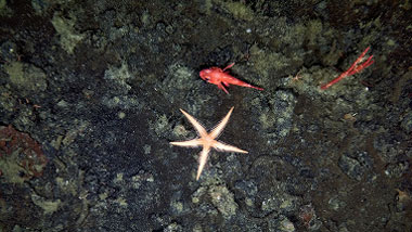 photo of starfish on seabed