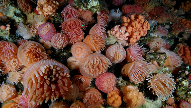 coral reef close up images
