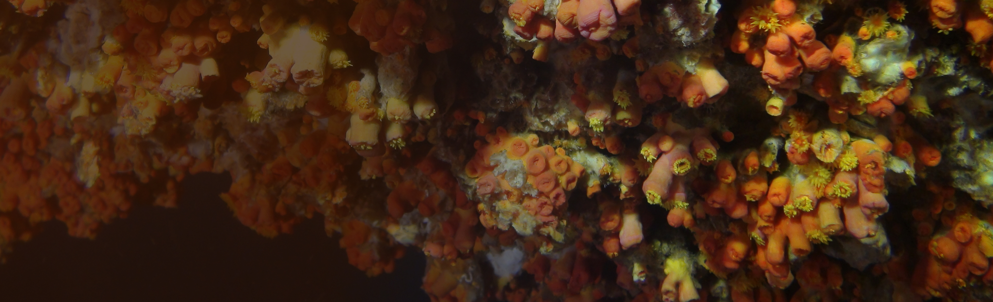 close up of coral reef