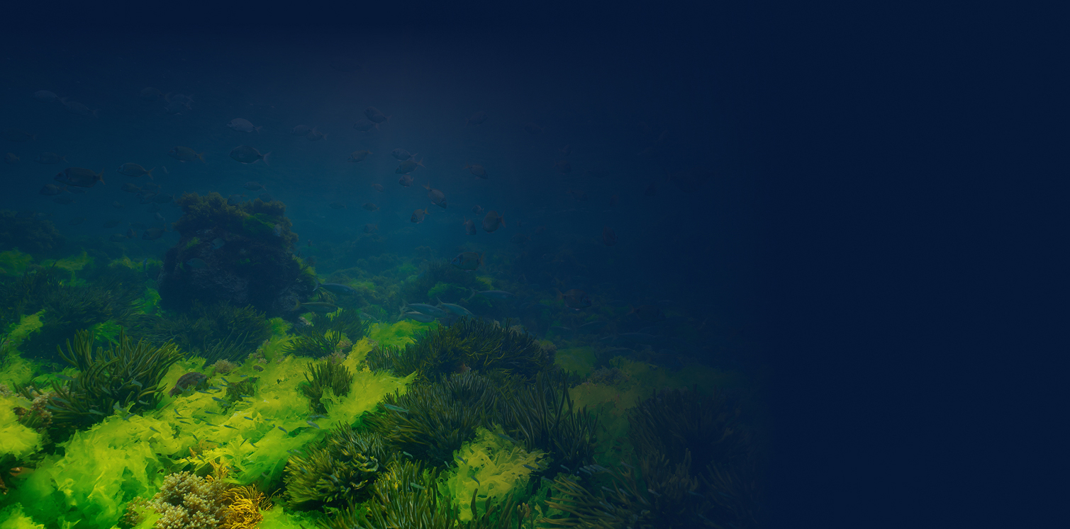 reef background